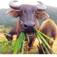 Carabao